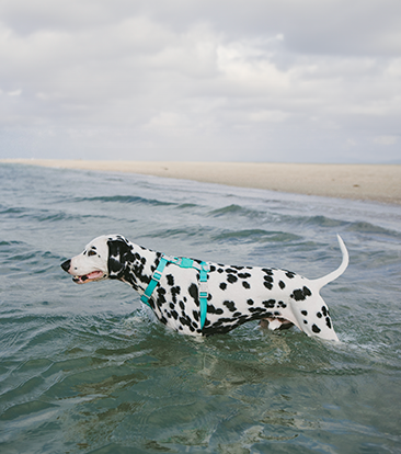 NeoPro - Resistente à água - Zee.Dog