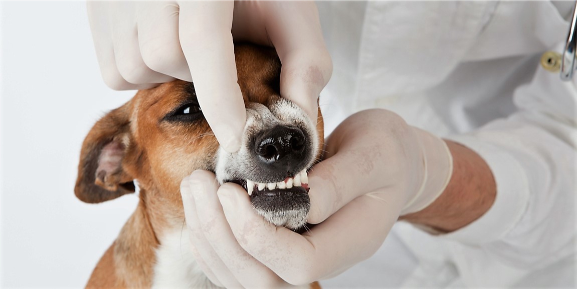 Veterinário cuidando de doença periodontal de um cão.