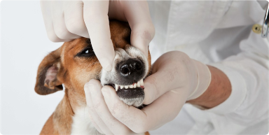 Cachorro sorrindo
