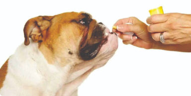 buldog comendo