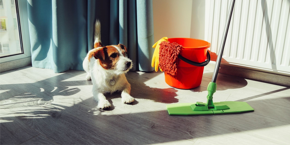 Cão ao lado de produtos de limpeza e rodo.