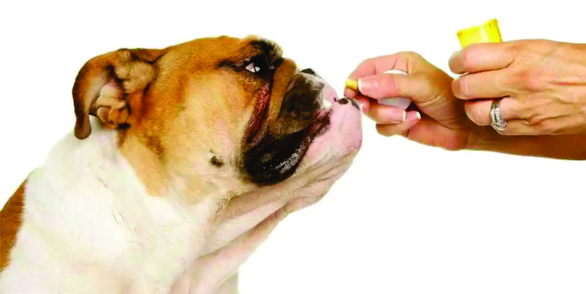 Tutora dando uma pílula de remédio ao seu cão.