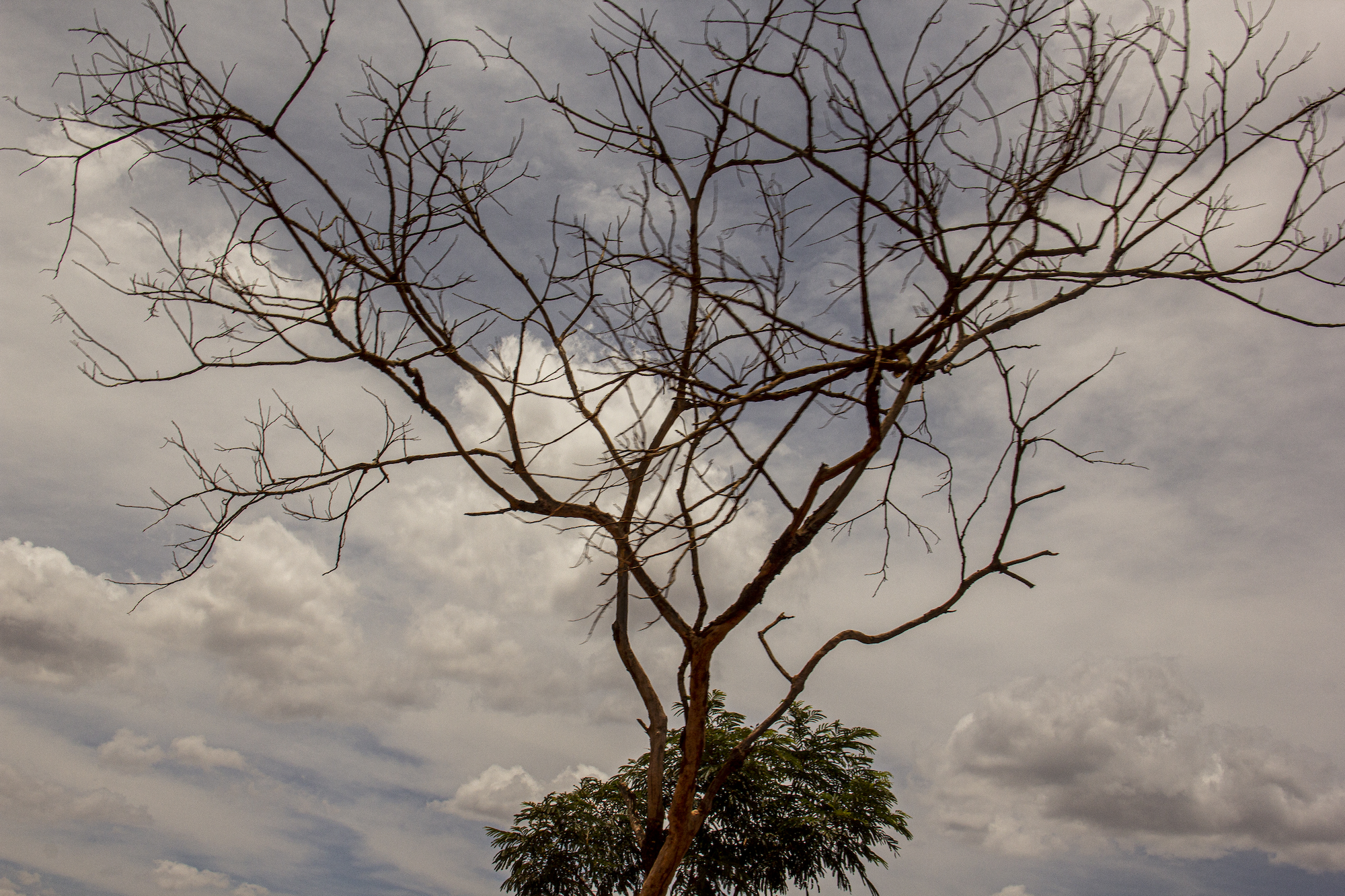 Carolina Calcavecchia Photo