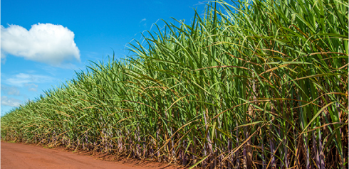 ADESÃO VOLUNTÁRIA AO PROTOCOLO AGROAMBIENTAL