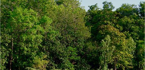 RESERVA LEGAL E PRESERVAÇÃO PERMANENTE